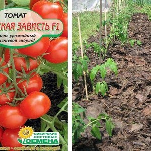 Tomato variety with a self-explanatory name - tomato Neighborhood envy f1: what is good and how to grow it correctly