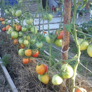 Adı belli olan çeşitli domatesler - domates Mahalle kıskançlığı f1: neyin iyi olduğu ve nasıl doğru şekilde yetiştirileceği