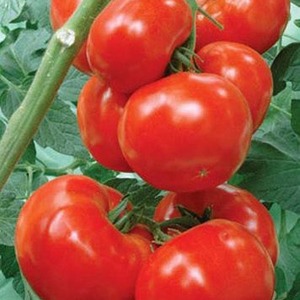 Kendinden açıklamalı bir adı olan domates çeşidi - domates Mahalle kıskançlığı f1: ne iyi ve nasıl doğru şekilde yetiştirilir