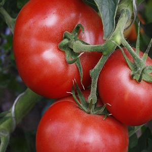 Cà chua tuyệt vời cho nhà kính và nhà kính: cà chua Doll Masha