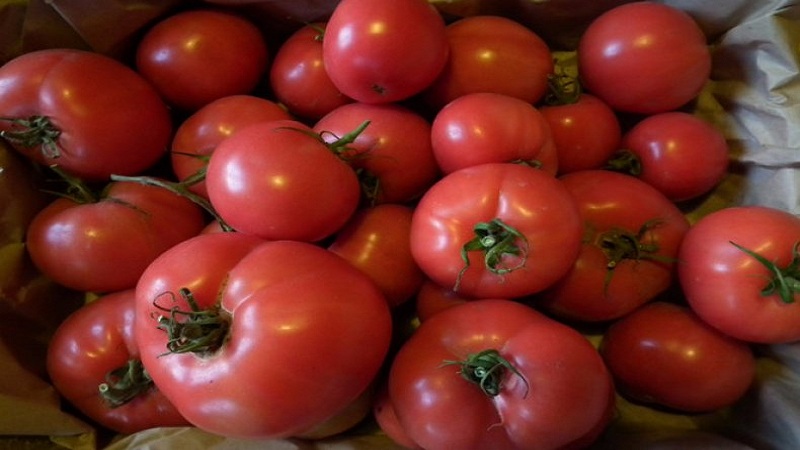 Roșii minunate pentru sere și sere: tomate Doll Masha