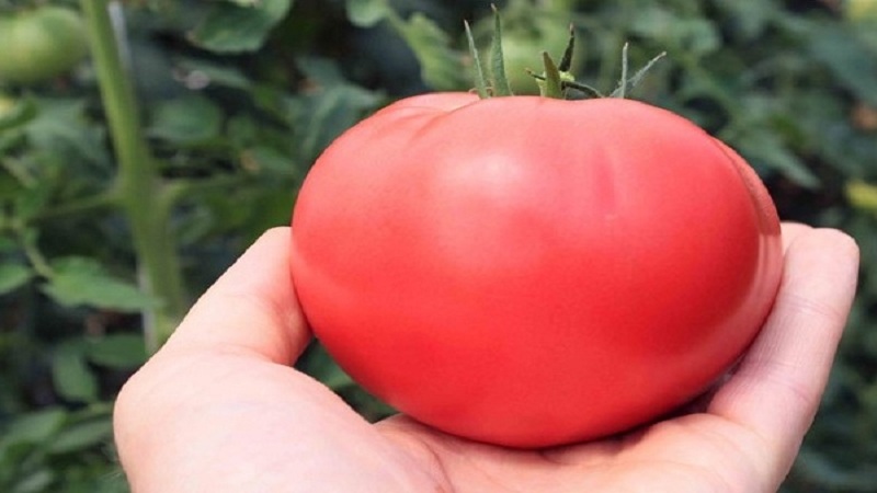 Wspaniałe pomidory do szklarni i szklarni: pomidorowa Doll Masha