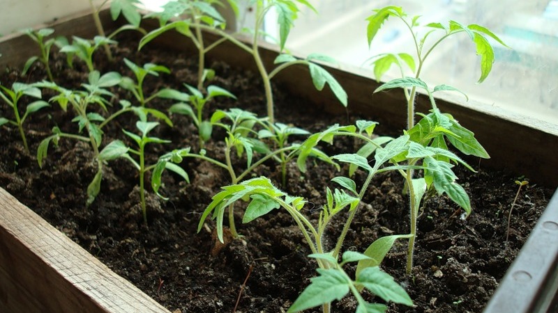 Skvělý hybrid pro pěstování v otevřeném poli - zasadíme rajče Juggler f1