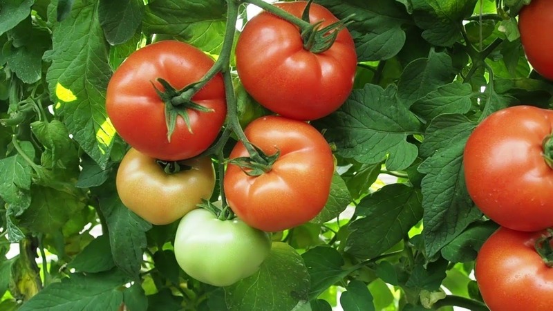 Un híbrido maravilloso para cultivar en campo abierto: plantamos un tomate Juggler f1