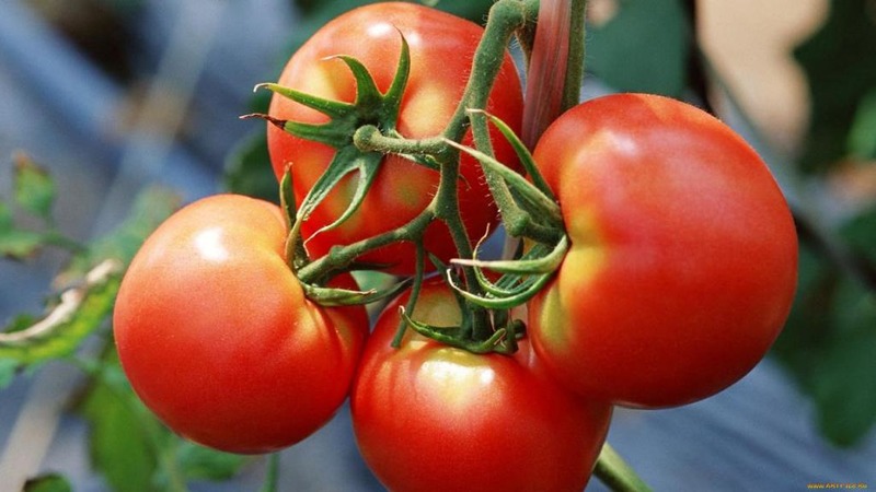A wonderful hybrid for growing in the open field - we plant a tomato Juggler f1