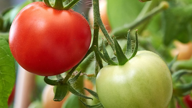Skvělý hybrid pro pěstování v otevřeném poli - zasadíme rajče Juggler f1