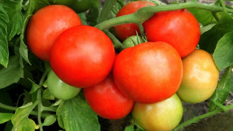 Um híbrido maravilhoso para cultivo em campo aberto - nós plantamos um Malabarista de tomate f1