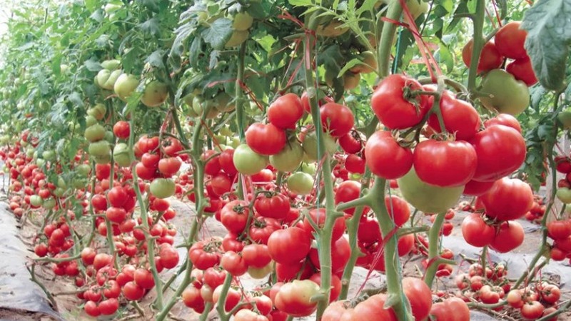 Divan hibrid za uzgoj na otvorenom polju - sadimo rajčicu Juggler f1