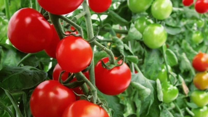 Açık tarlada büyümek için harika bir melez - bir domates Juggler f1 ekiyoruz