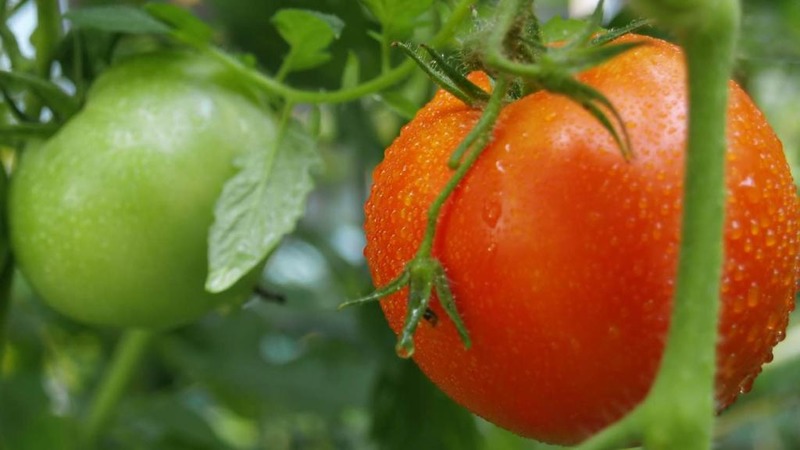 Eine wunderbare Hybride für den Anbau auf freiem Feld - wir pflanzen einen Tomaten-Jongleur f1