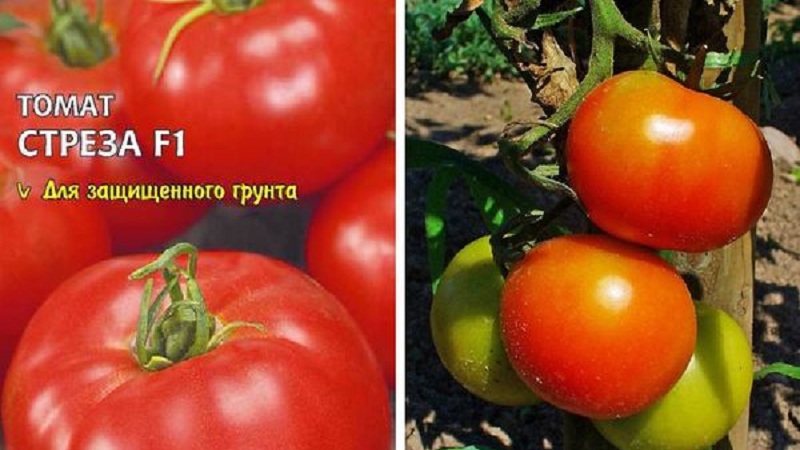 Chutné a chutné paradajky Stresa s vysokým výnosom na pestovanie vonku alebo v skleníku