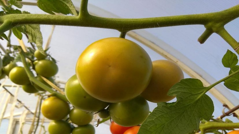 Chutné a chutné rajčata Stresa s vysokým výnosem pro pěstování venku nebo ve skleníku