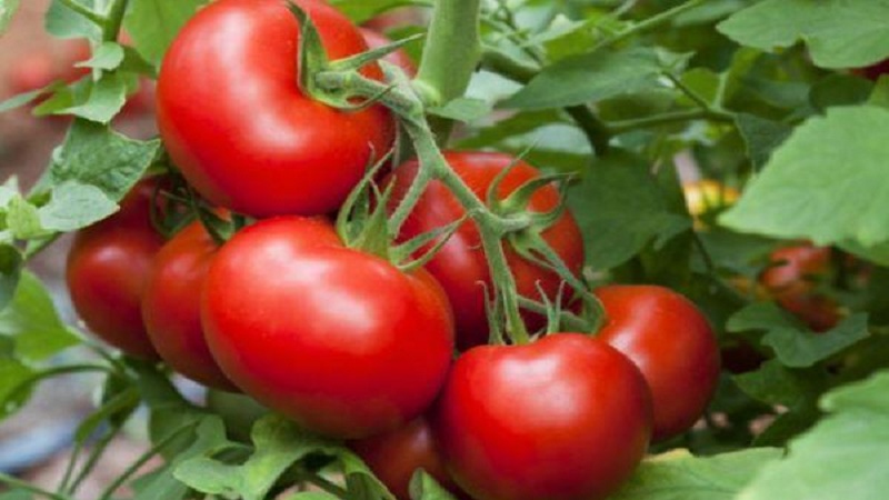 Didelio derlingumo, skanūs ir lengvai prižiūrimi „Stresa“ pomidorai auginti lauke ar šiltnamyje