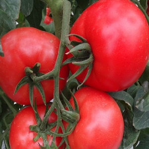 Velkoplodá odrůda s příjemnou chutí - rajče Akulina a průvodce krok za krokem k jeho pěstování