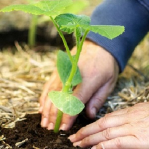 Jak získat dobrou sklizeň dýně: pěstování a péče v otevřeném poli, doporučení zkušených zahradníků