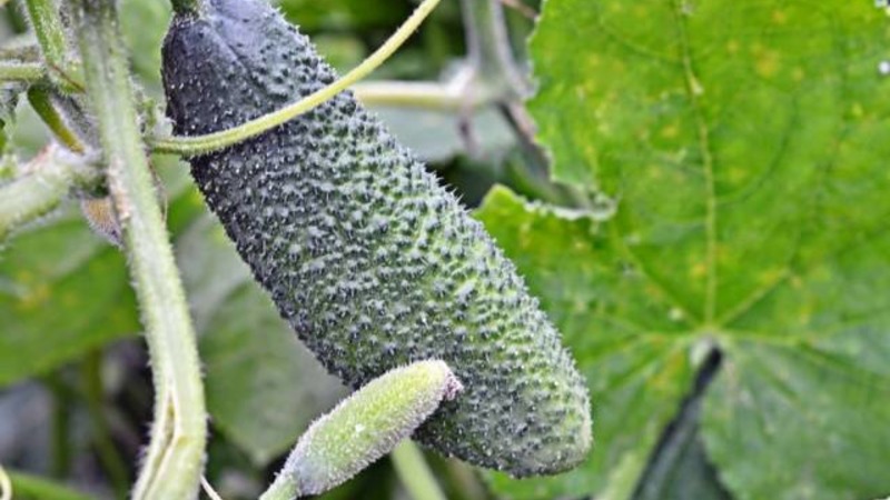 How to properly grow Claudia f1 cucumbers to break yield records