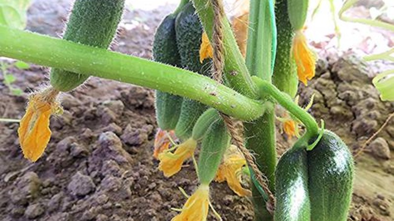 Kaip tinkamai užauginti „Claudia f1“ agurkus, kad būtų viršytas derliaus rekordas
