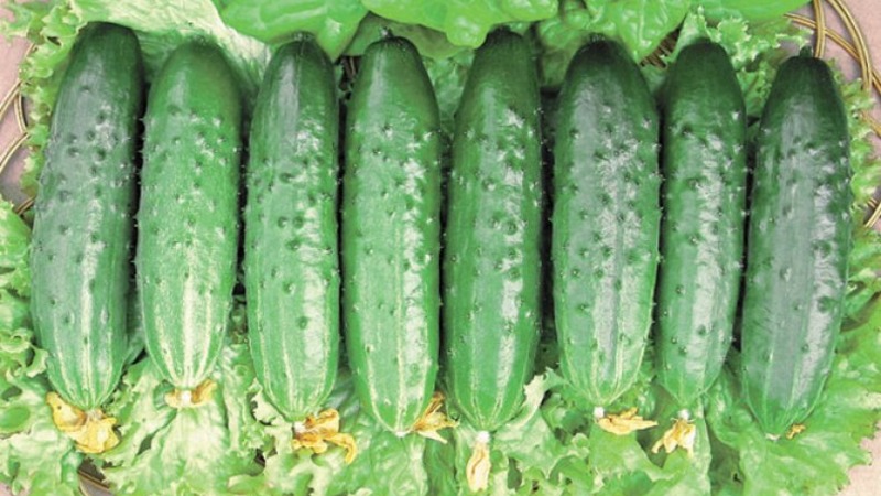 Hoe je Claudia F1-komkommers op de juiste manier kunt kweken om oogstrecords te breken