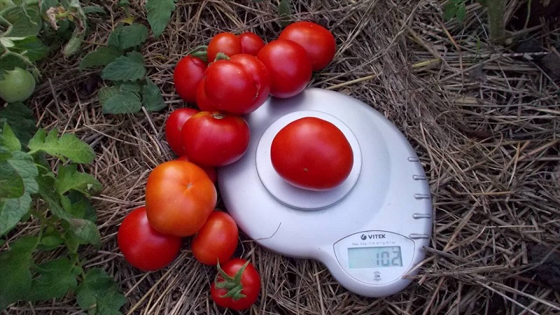 Yerli seçim emektarı - erken olgunlaşan Sibirya domatesi, bahçıvanlar tarafından zaman içinde test edilmiş ve sevilen