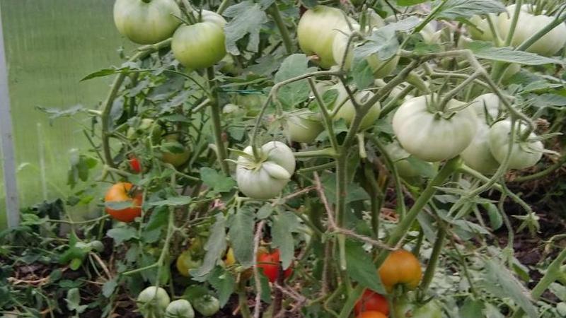 ثابتة وغير متقلبة في الرعاية ، الطماطم Sibiryak مثالية للنمو في المناطق ذات المناخ القاسي