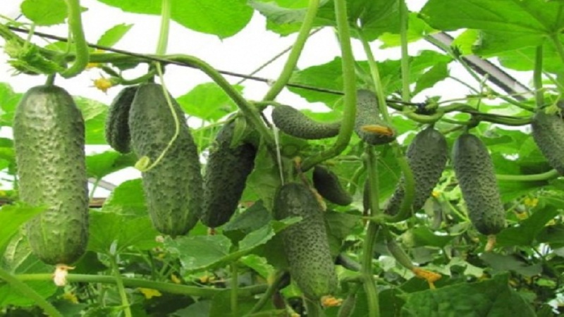 Een veelbelovende en hoogproductieve hybride van Kybriya-komkommers, gemakkelijk te verzorgen en aangenaam van smaak