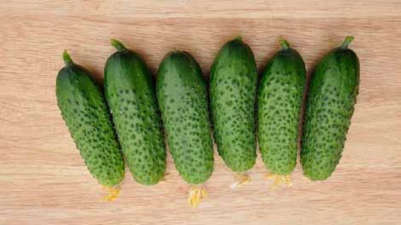 A promising and high-yielding hybrid of Kybriya cucumbers, easy to care for and pleasant to the taste