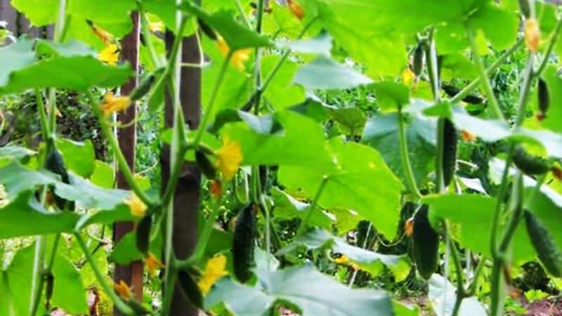 Vroege rijpe hybride van komkommers Hector voor de volle grond