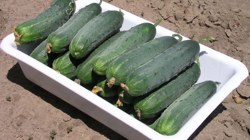 Vroege rijpe hybride van komkommers Hector voor de volle grond