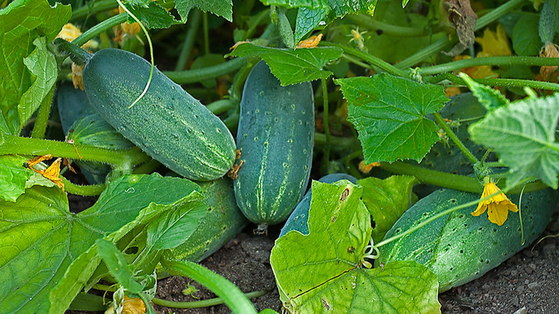 Een vroege rijpe hybride van komkommers Hector voor de volle grond