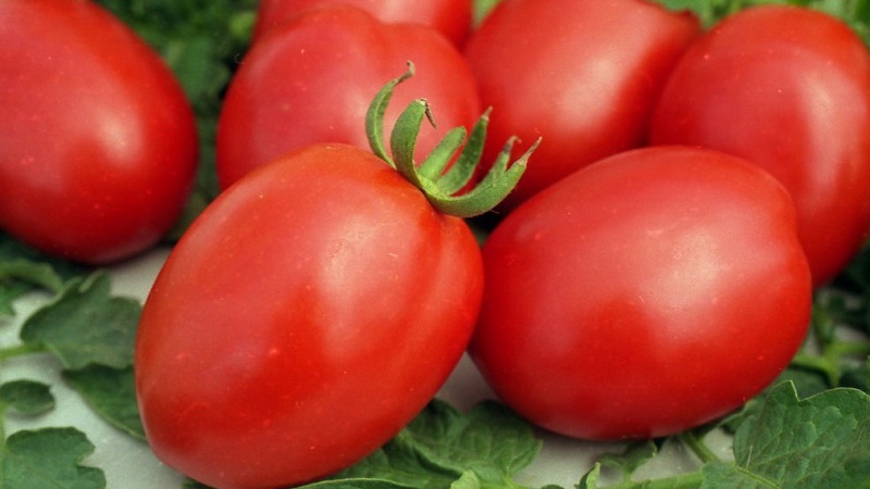 Examen des meilleures variétés de tomates hautes pour terrain découvert: aide au choix et avis des résidents d'été