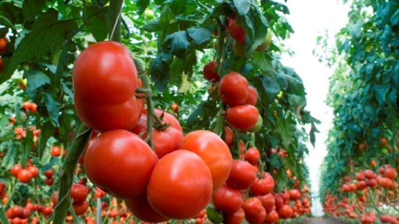 Herziening van de beste variëteiten van hoge tomaten voor open grond: hulp bij het kiezen en beoordelingen van zomerbewoners