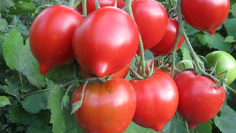Granskning av de bästa sorterna av höga tomater för öppen mark: hjälp med att välja och recensera sommarboende