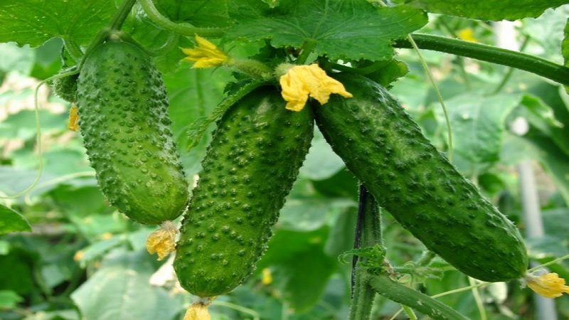 Young hybrid of German cucumbers for greenhouses and open ground