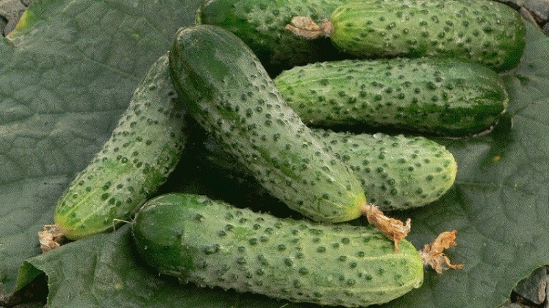 Jonge hybride van Duitse komkommers voor kassen en vollegrond