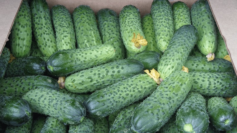Young hybrid of Herman cucumbers for greenhouses and open ground