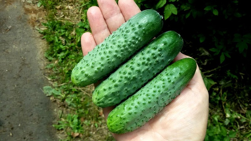 Jonge hybride van Herman-komkommers voor kassen en vollegrond