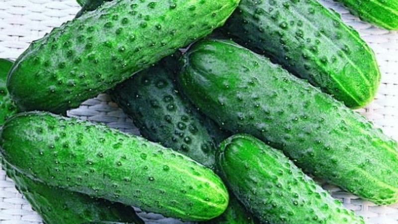 Young hybrid of German cucumbers for greenhouses and open ground