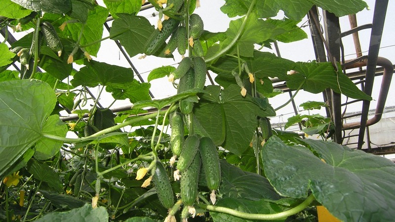 Ung hybrid av tyska gurkor för växthus och öppen mark
