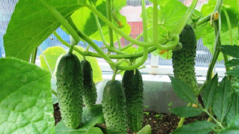 Jonge hybride van Duitse komkommers voor kassen en vollegrond