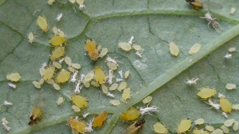 Paano mapupuksa ang mga spider mites sa mga pipino sa isang greenhouse: napatunayan na mga pamamaraan ng kontrol at pag-iwas
