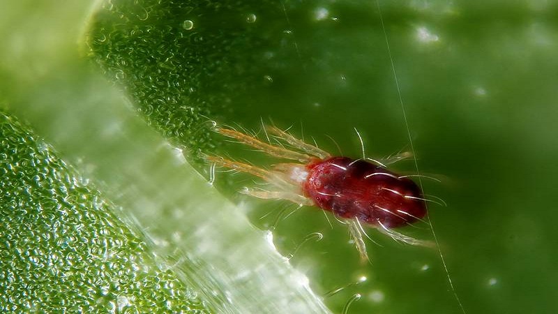 Paano mapupuksa ang mga spider mites sa mga pipino sa isang greenhouse: napatunayan na mga pamamaraan ng kontrol at pag-iwas