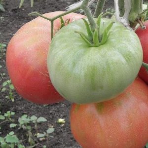 Variedade de frutos grandes com um sabor delicado para nutrição dietética - tomate Czar sino