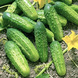 Cucumber variety Crane from Crimean breeders for growing in warm climates