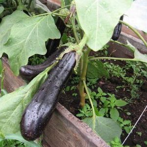 Ce qui est bon à propos de l'aubergine Ilya Muromets: critiques des résidents d'été et caractéristiques de la technologie agricole