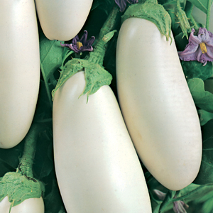 Bir yaz sakininin patlıcan yetiştirirken hazırlaması gereken zorluklar Mantar tadı?