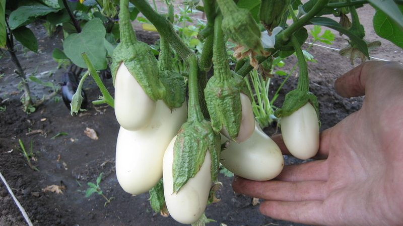 Bir yaz sakininin patlıcan yetiştirirken hazırlaması gereken zorluklar Mantar tadı?