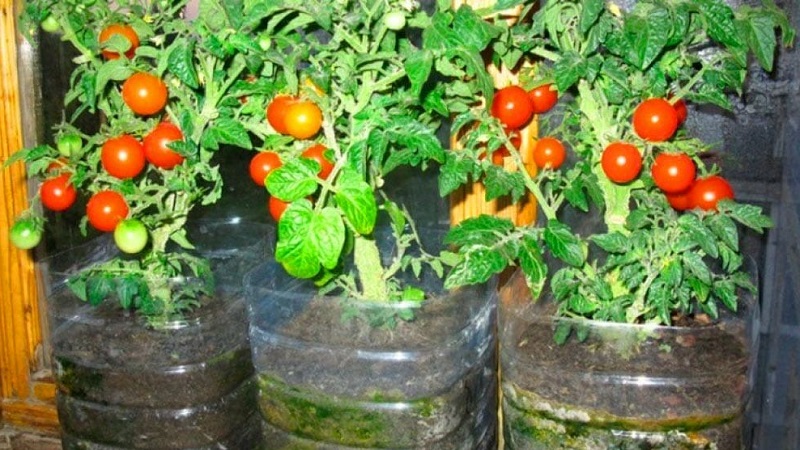 Thu hoạch cà chua phong phú quanh năm: cách trồng cà chua trên ban công và những gì cần thiết cho việc này