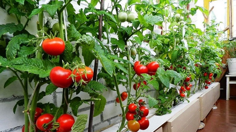 En rik skörd av tomater året runt: hur man odlar tomater på balkongen och vad som behövs för detta