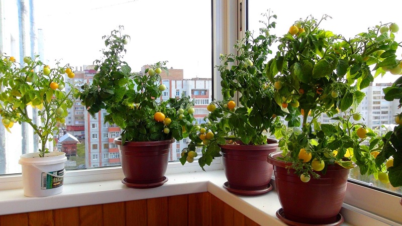 Eine reichhaltige Tomatenernte das ganze Jahr über: Wie man Tomaten auf dem Balkon anbaut und was dafür benötigt wird