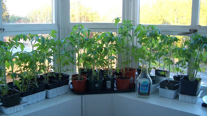 Turtingas pomidorų derlius ištisus metus: kaip auginti pomidorus balkone ir ko tam reikia